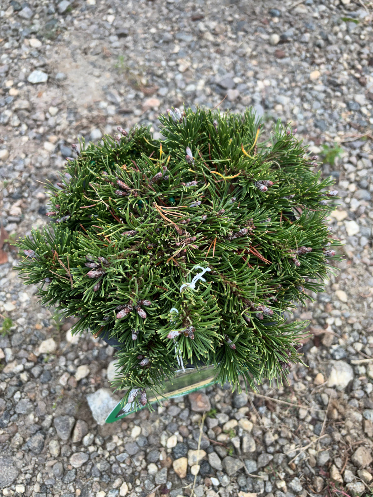 Pinus mugo Pesto®