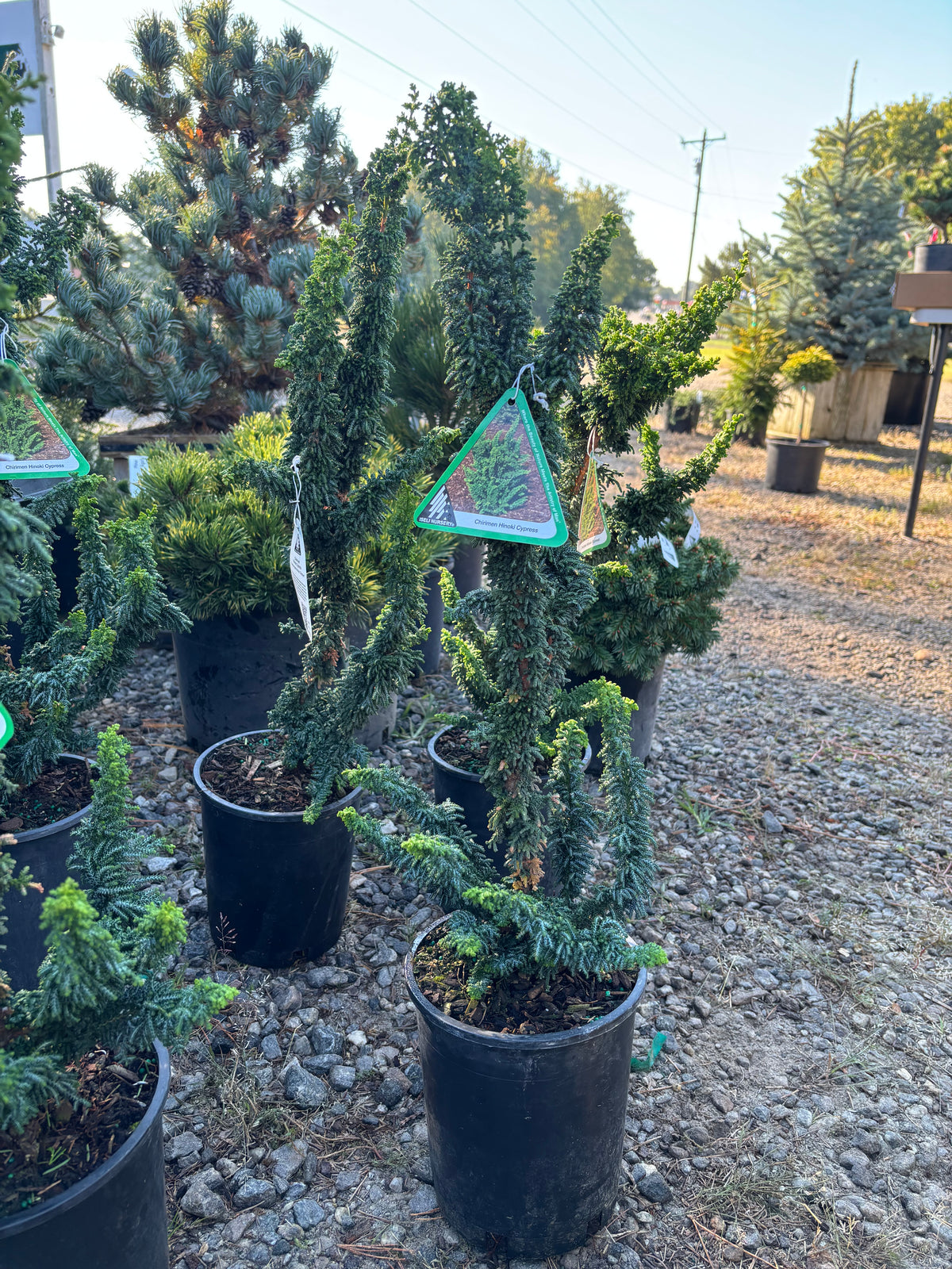 Chamaecyparis obtusa ‘Chirimen’