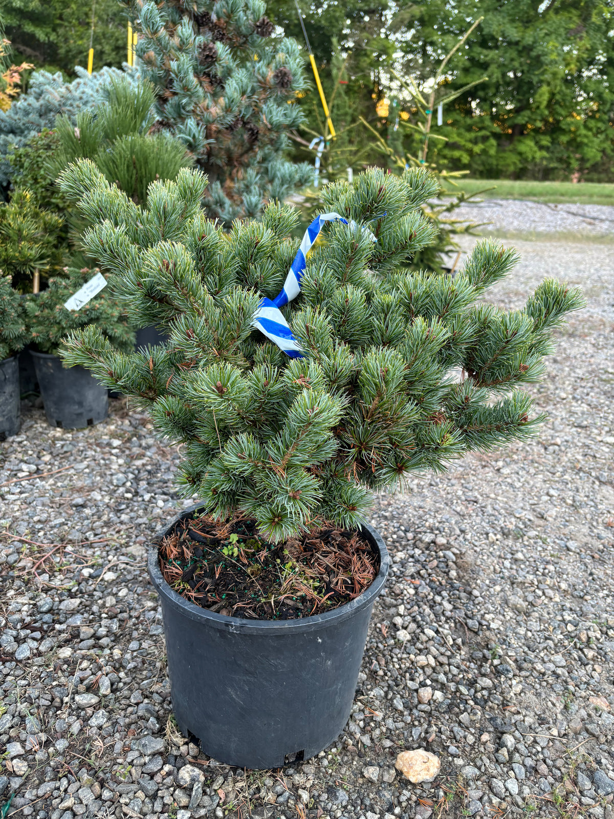 Pinus parviflora ‘Catherine Elizabeth’