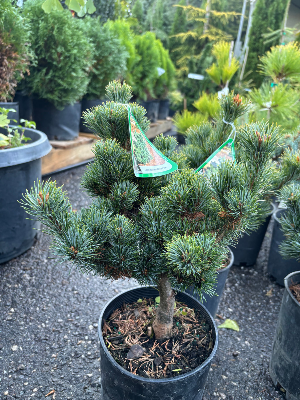 Pinus parviflora ‘Kinpo’