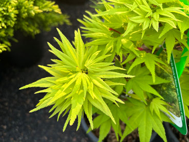 Acer Palmatum 'Mikawa Yatsubusa'