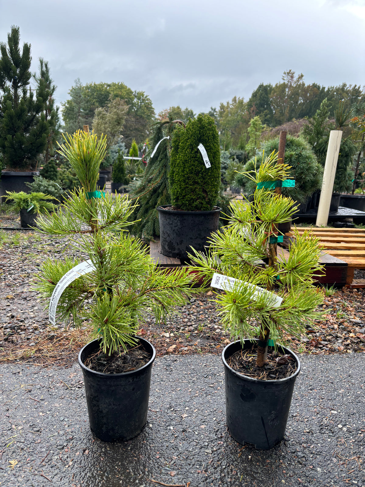 Pinus Sylvestris ‘Gold Coin’