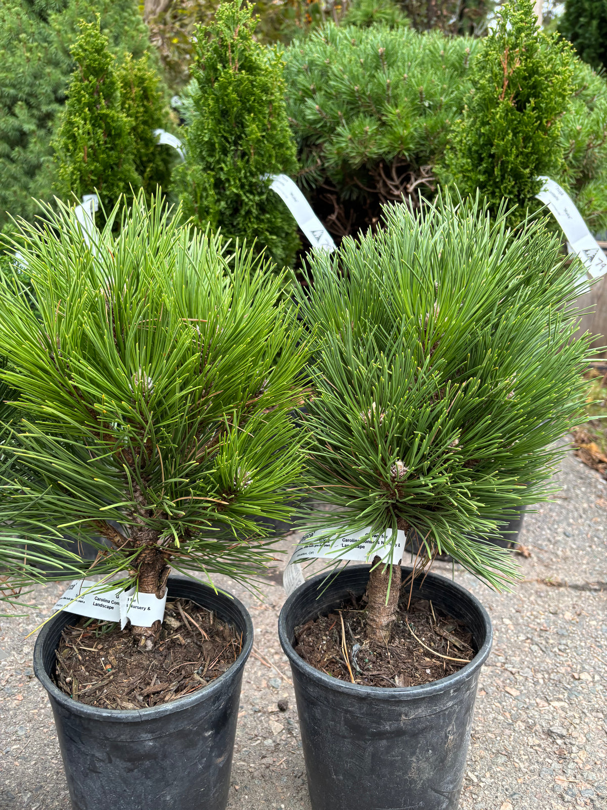 Pinus nigra ‘Black Prince’