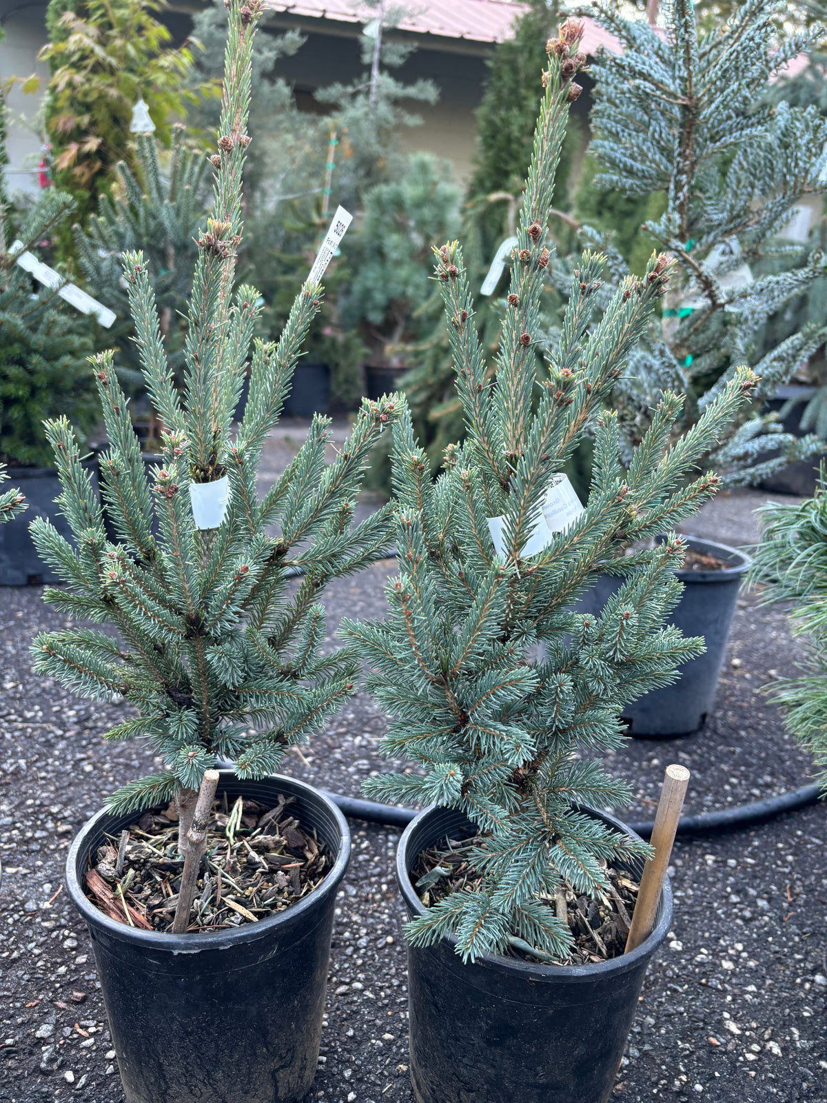 Blue Teardrop White Spruce