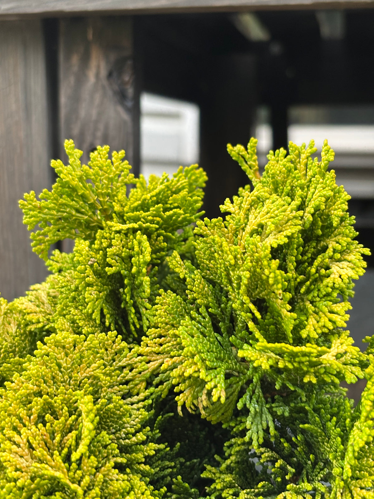 ‘Nana Lutea’ Golden Dwarf Hinoki Cypress (Chamaecyparis obtusa)
