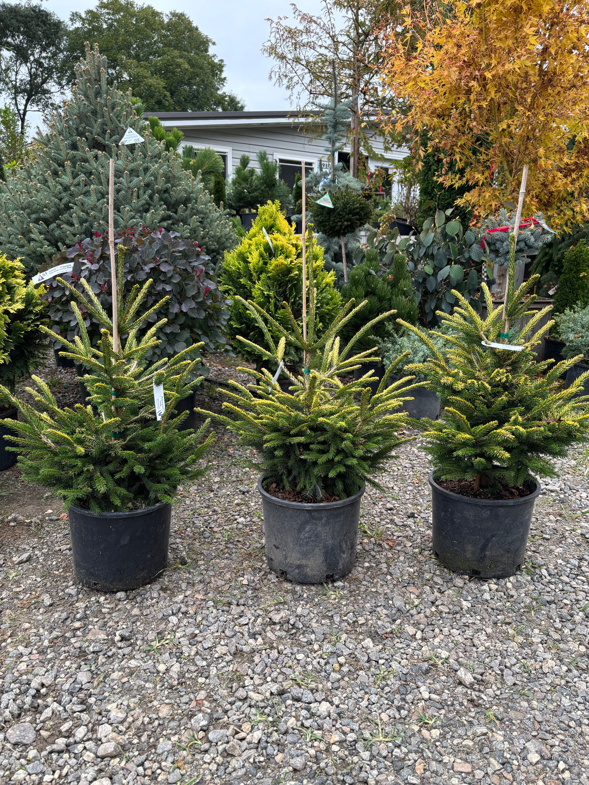 Picea orientalis ‘Firefly’
