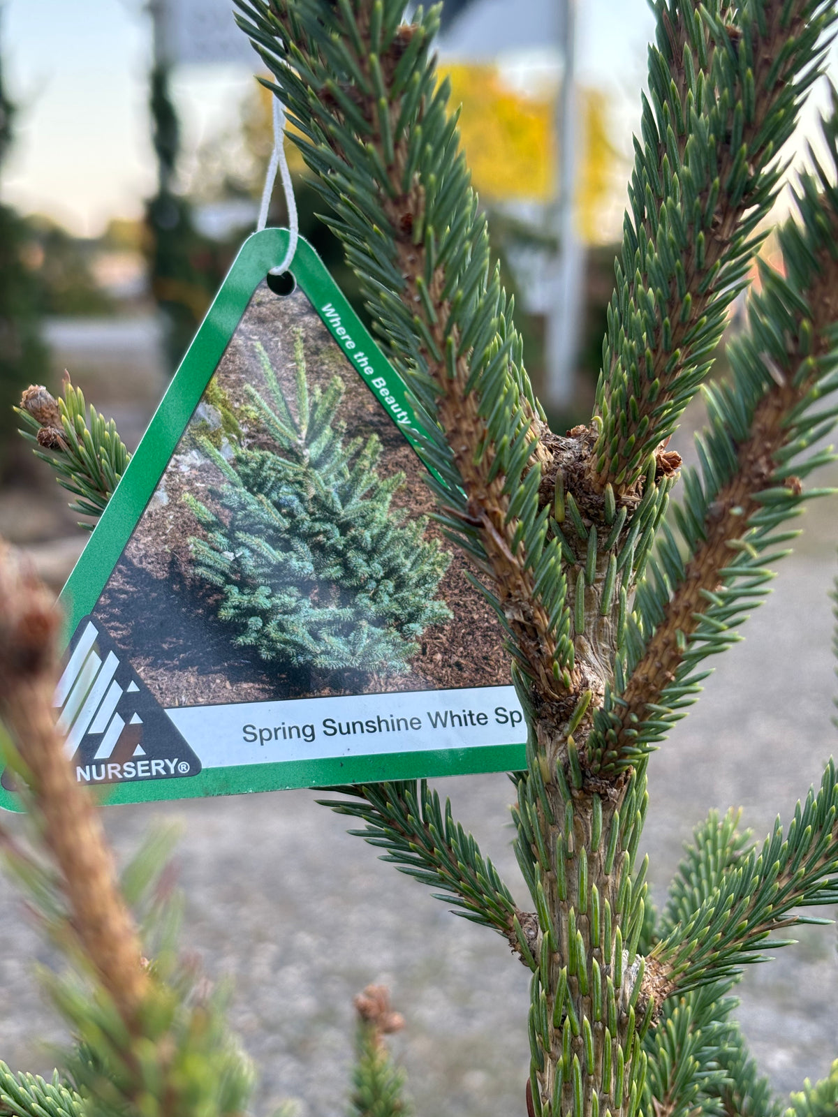 Picea glauca ‘Spring Sunshine