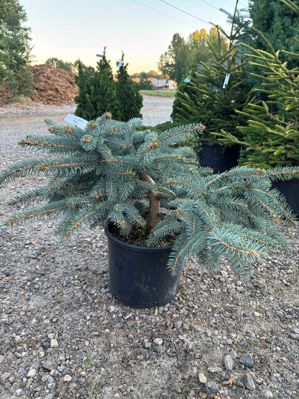 Picea pungens ‘Millbrook’