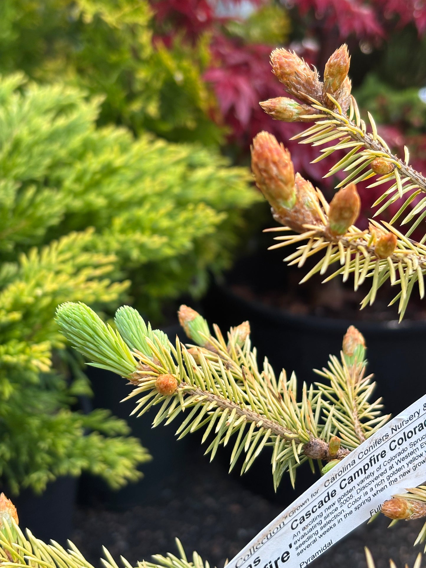Picea pungens ‘Cascade Campfire’