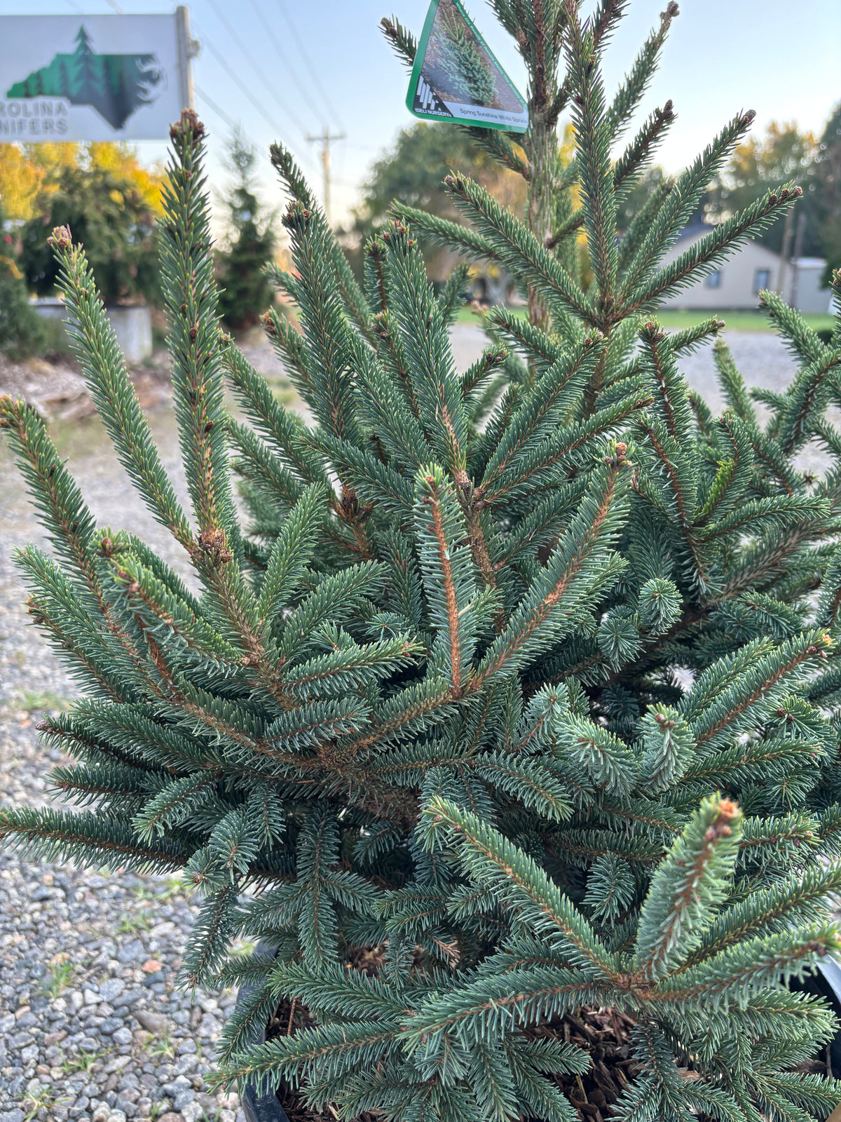 Picea glauca ‘Spring Sunshine