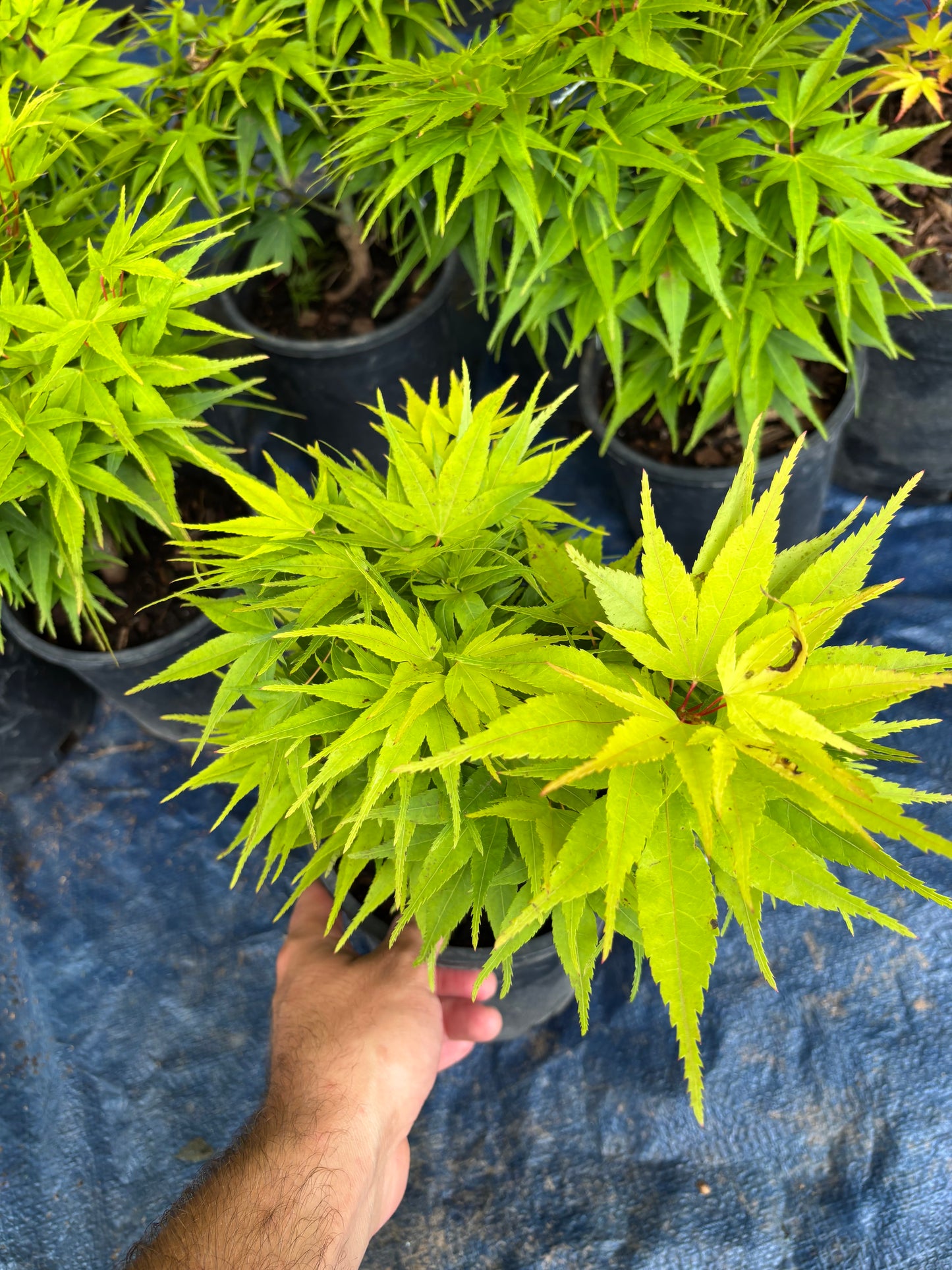 Acer Palmatum 'Mikawa Yatsubusa'