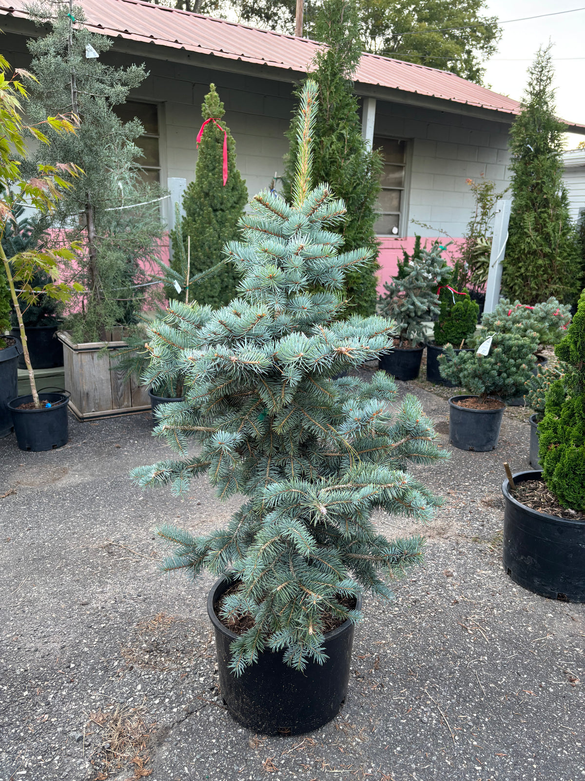 Picea pungens ‘Filip’s Blue Compact’