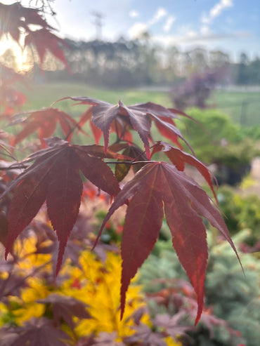 Acer palmatum 'Bloodgood'