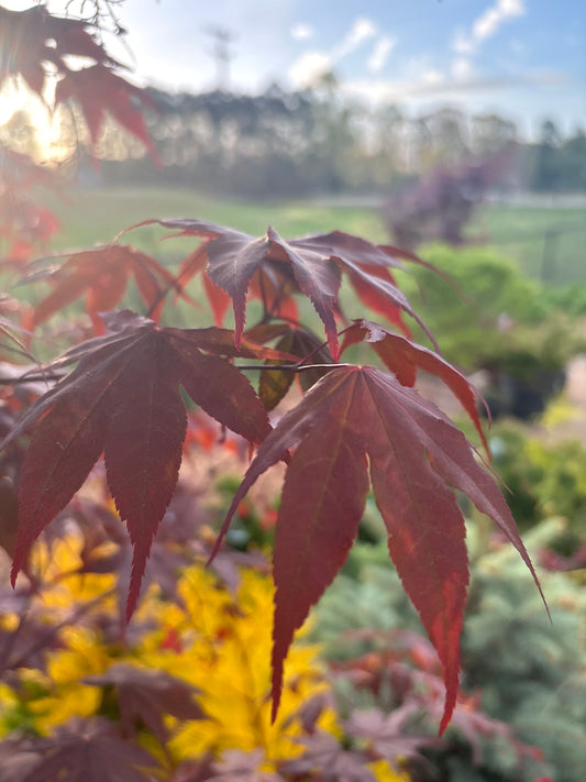 Acer palmatum 'Bloodgood'