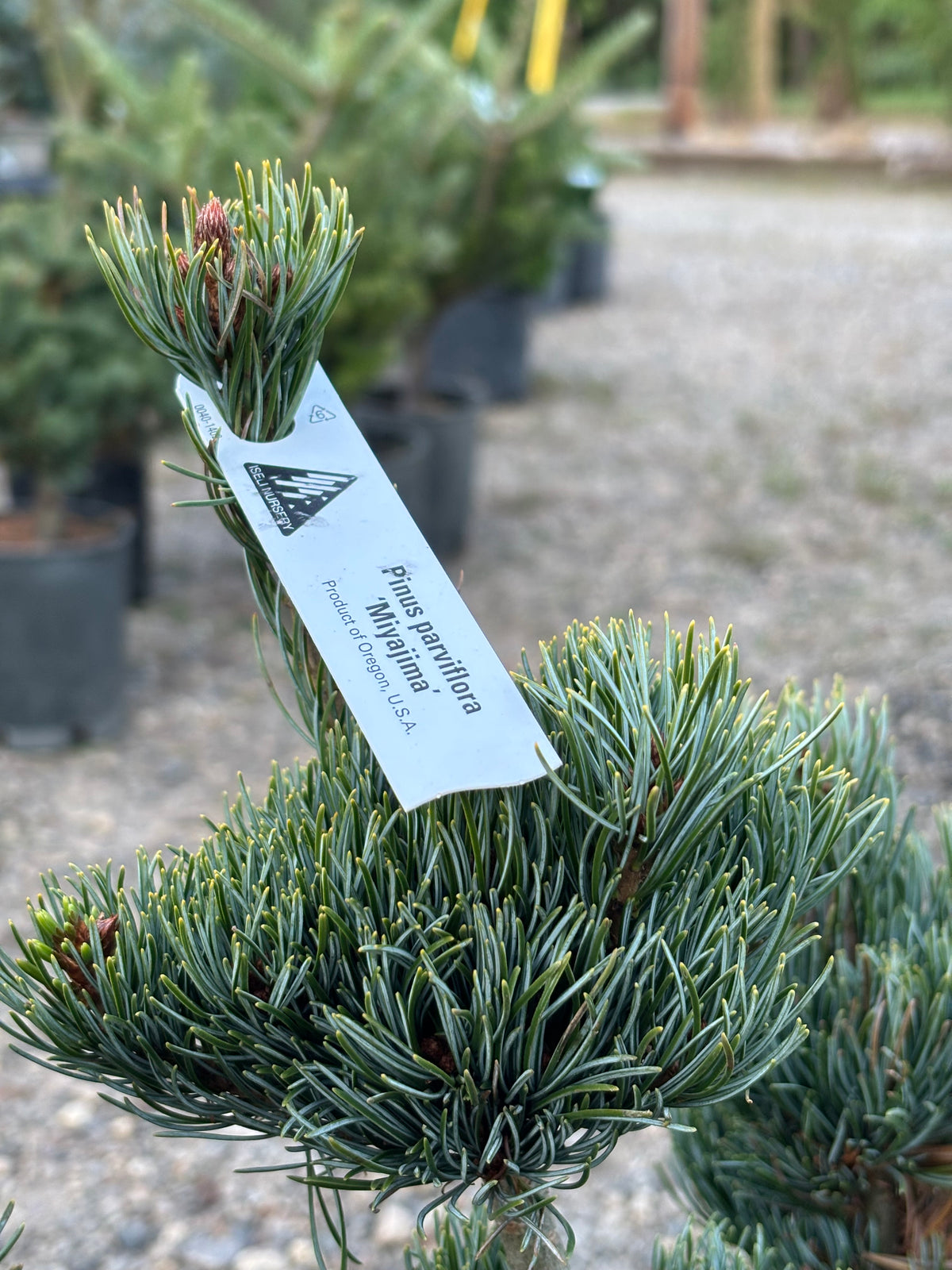 Pinus parviflora ‘Miyajima’