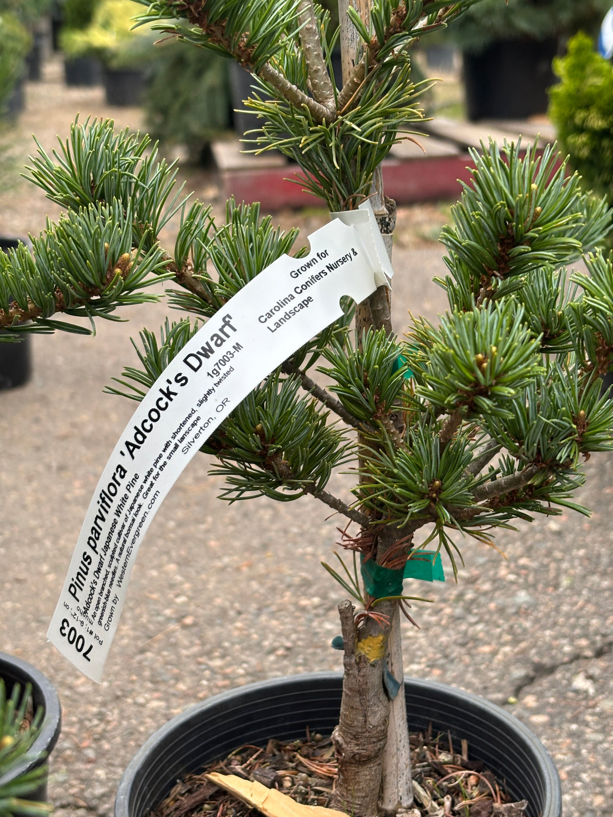 Pinus parviflora ‘Adcock’s Dwarf’ on mugo understock