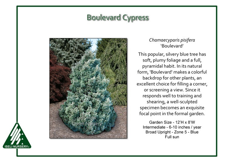Chamaecyparis pisifera ‘Boulevard’