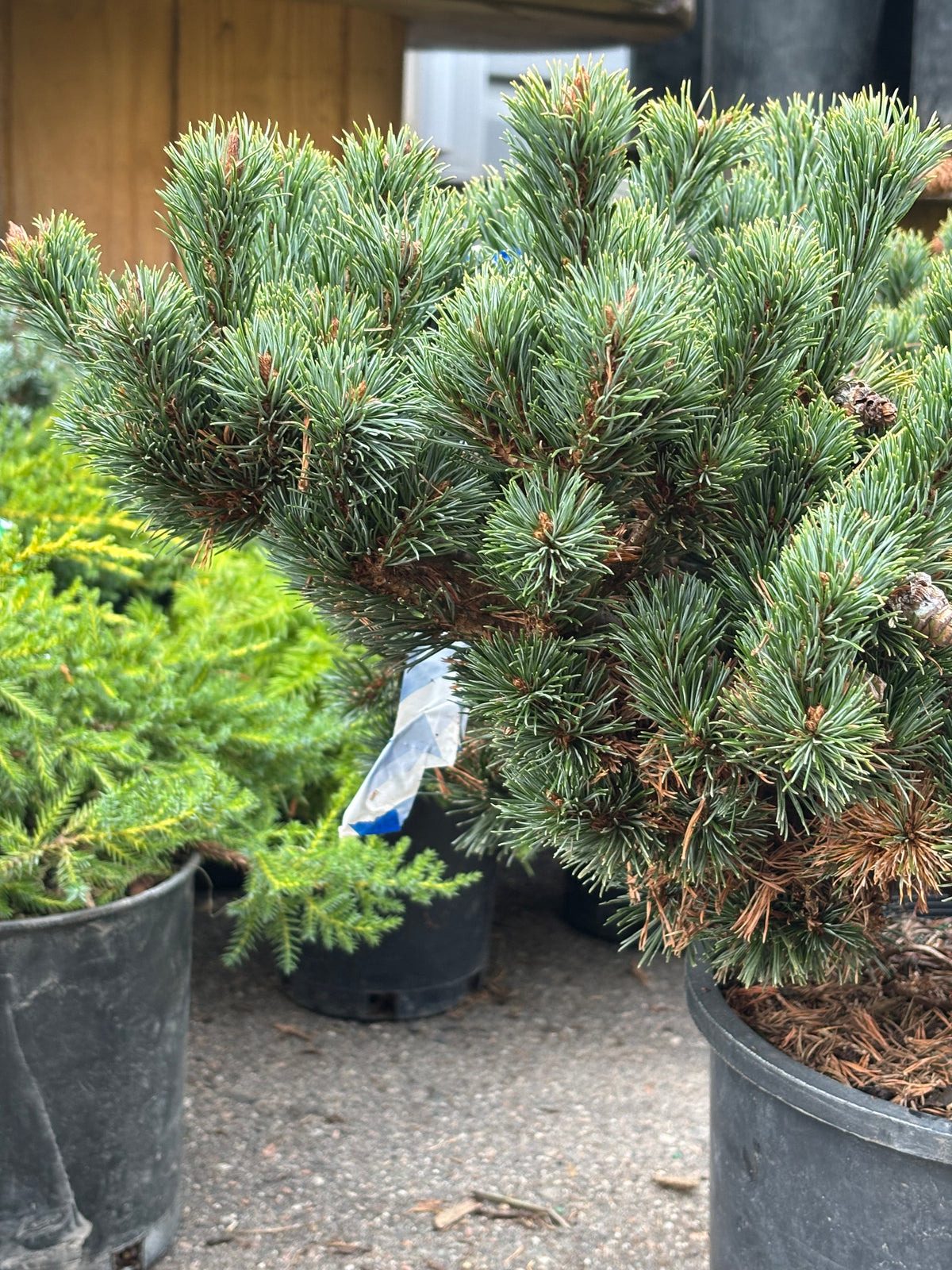 Pinus parviflora ‘Kinpo’