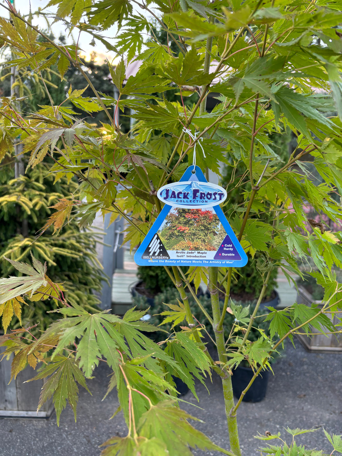Arctic Jade® Maple – Jack Frost® Collection