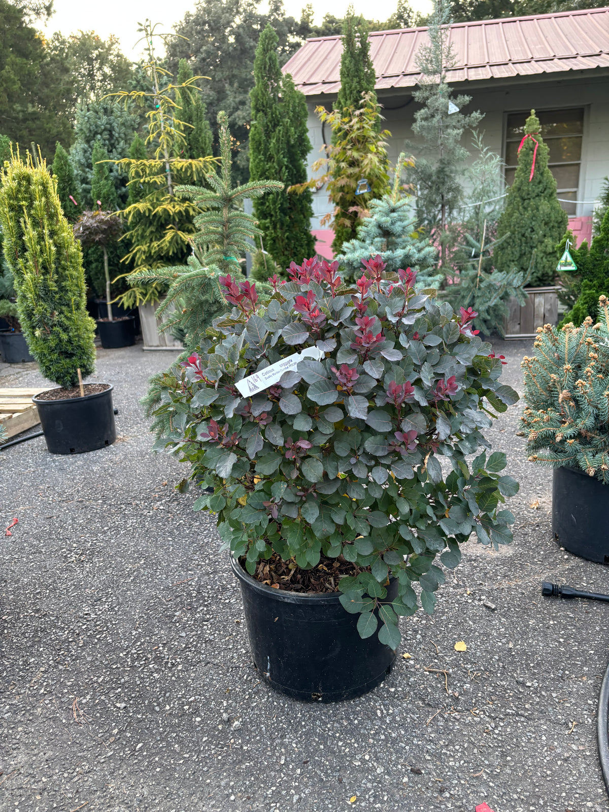 Dusky Maiden Smoke Bush (Cotinus coggygria)