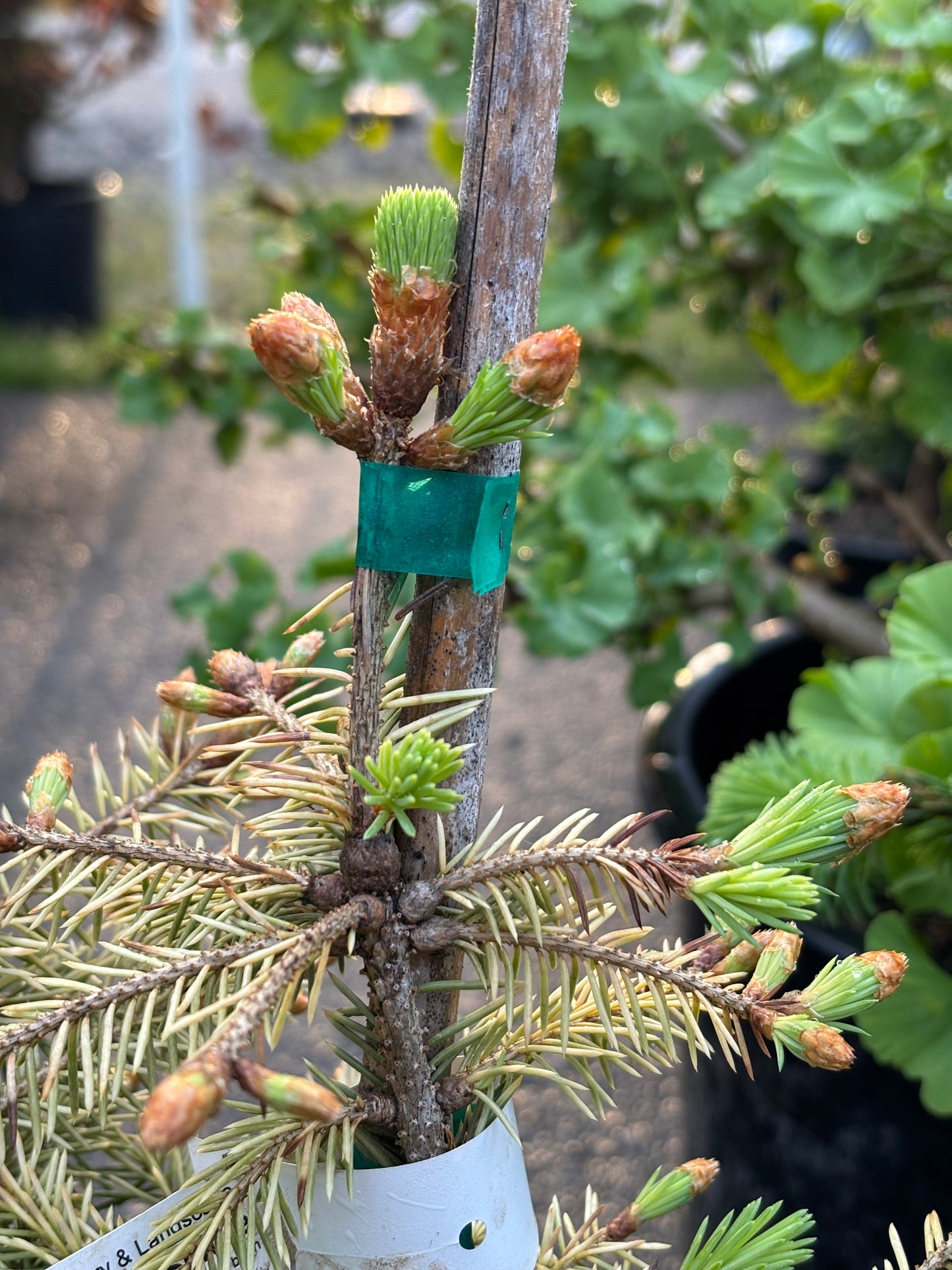 Picea pungens ‘Cascade Campfire’