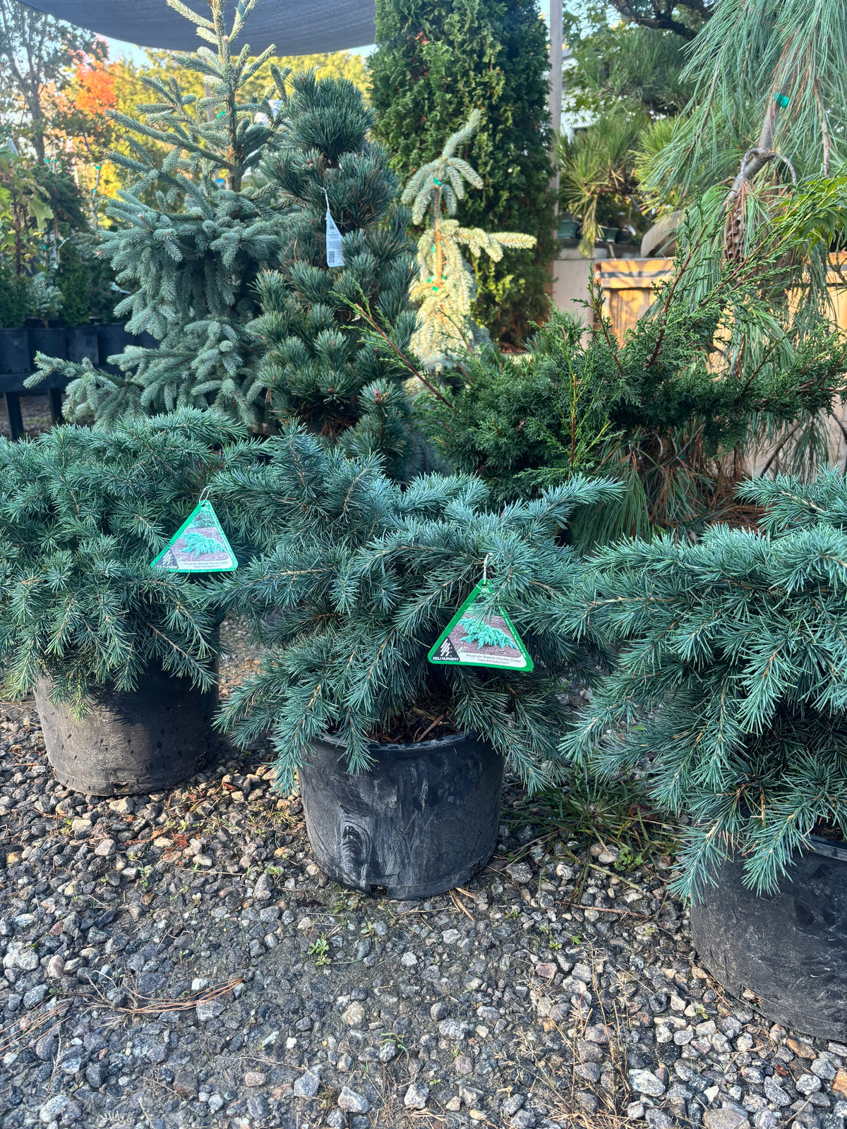 Cedrus deodara 'Prostrate Beauty'