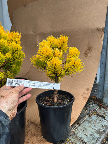 Pinus mugo ‘Thomas’ (Starkl)