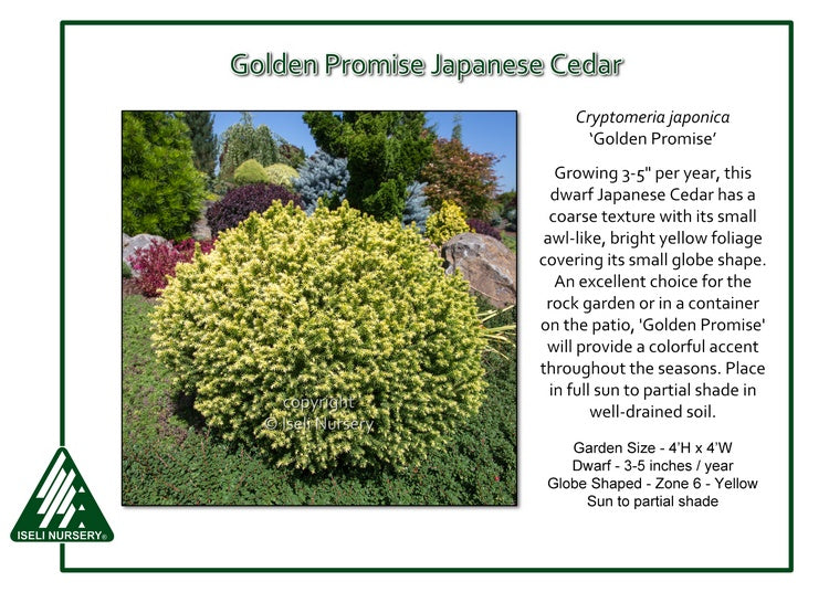 Cryptomeria japonica ‘Golden Promise’