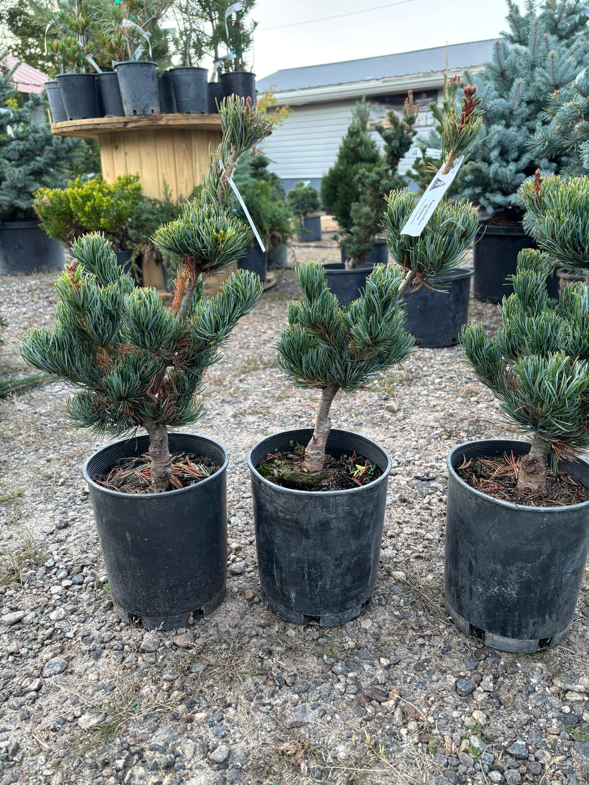Pinus parviflora ‘Miyajima’