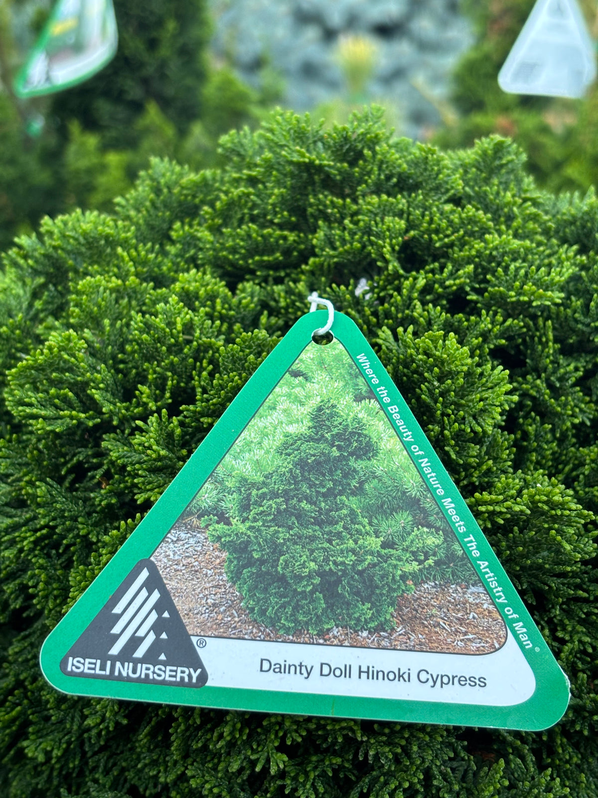 Chamaecyparis obtusa ‘Dainty Doll’