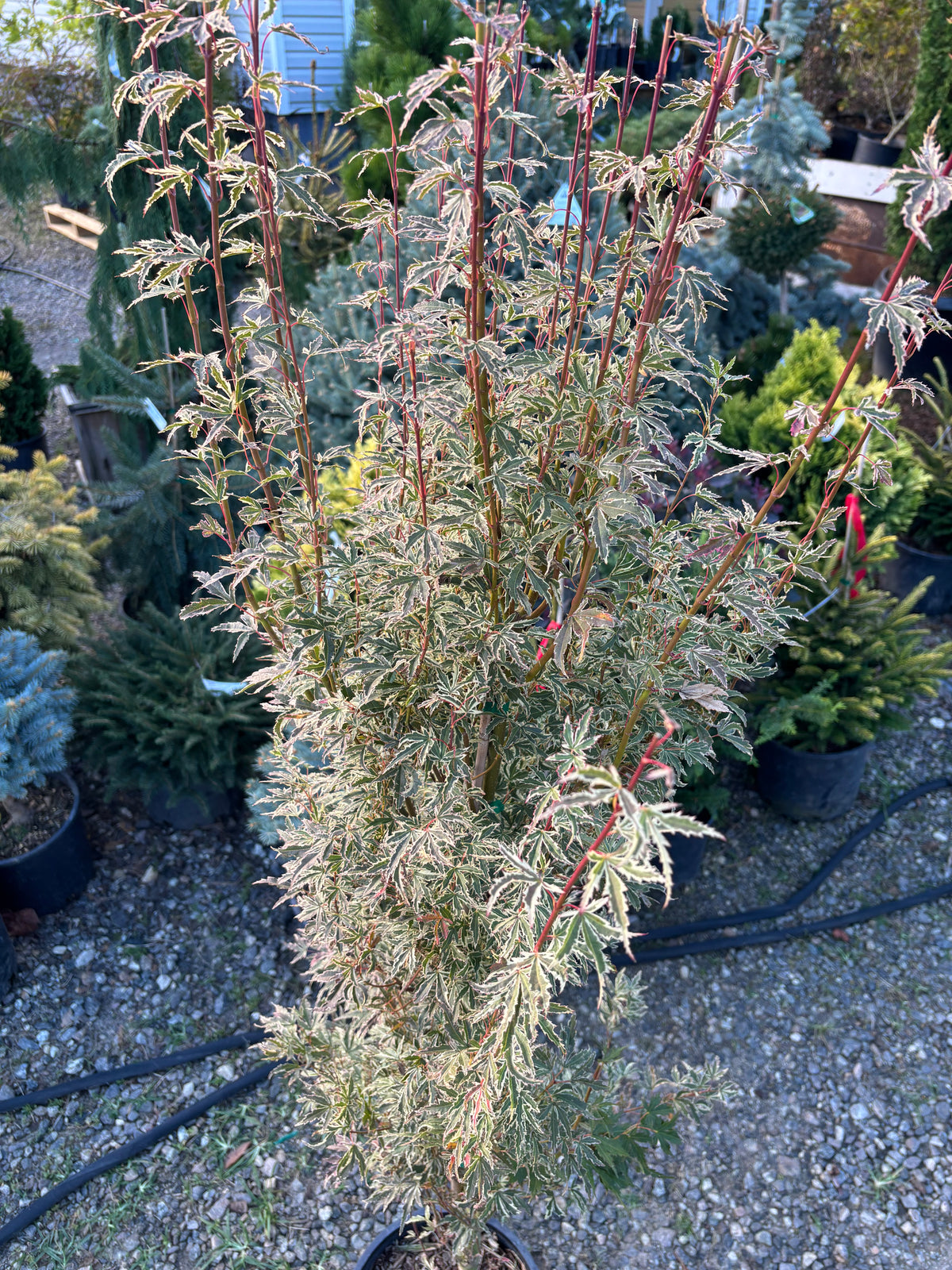 Acer palmatum 'Butterfly'