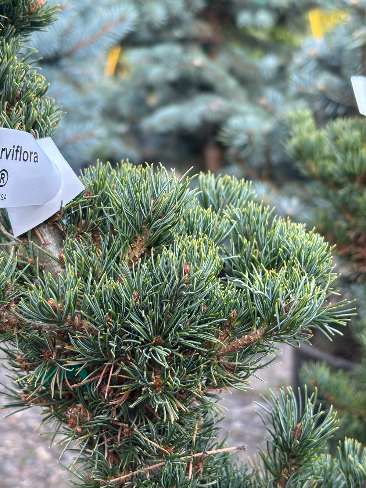 Pinus parviflora ‘Zig Zag’