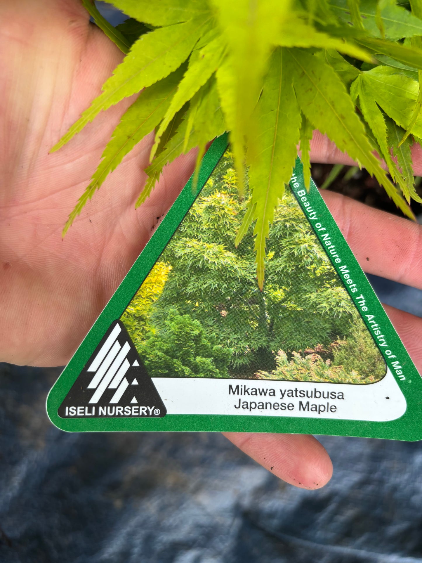 Acer Palmatum 'Mikawa Yatsubusa'