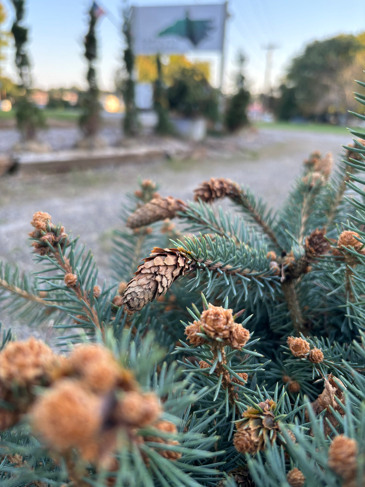 Picea pungens ‘Hermann Naue’ Red Coned Colorado Blue Spruce