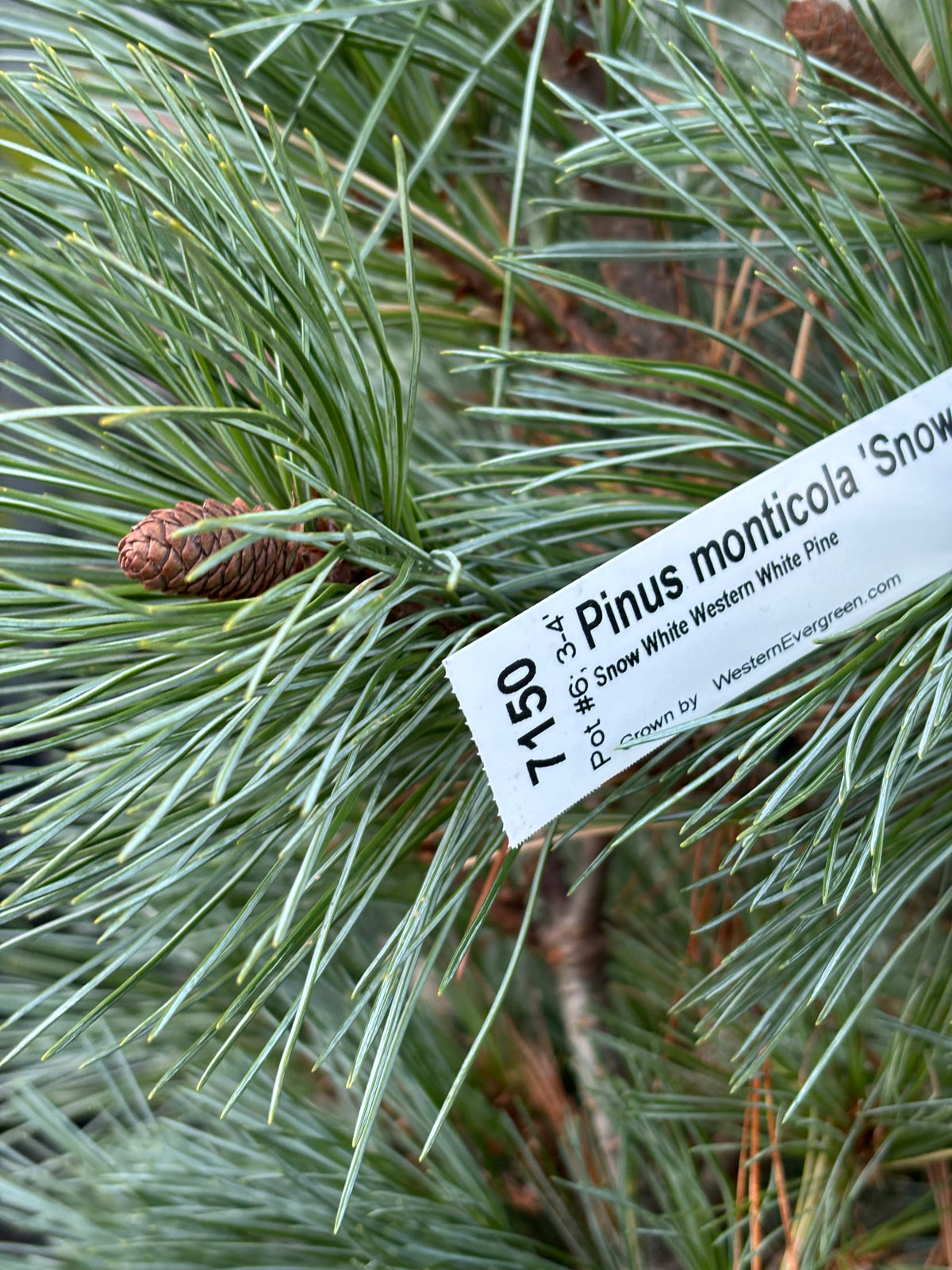 Pinus monticola ‘Snow White’
