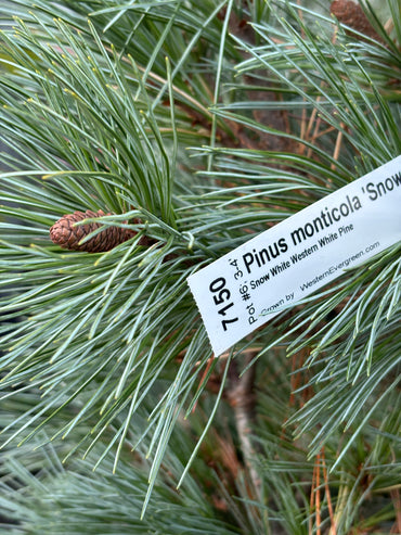 Pinus monticola ‘Snow White’