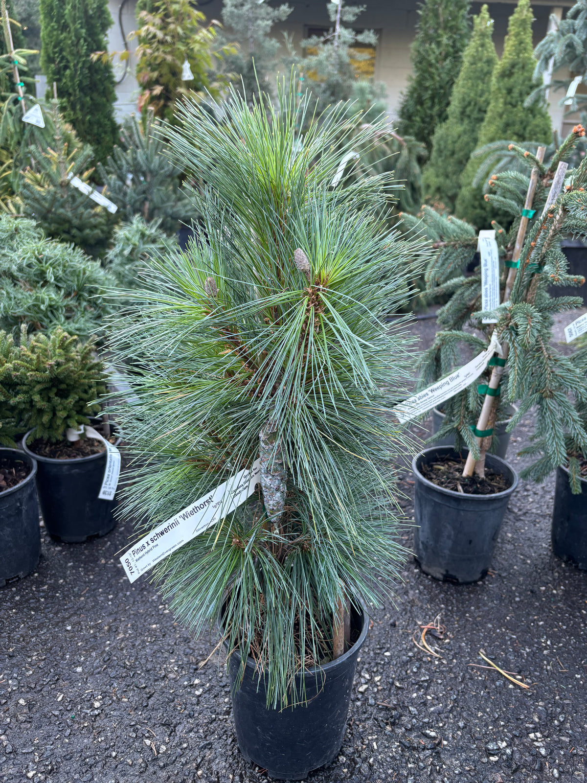 Pinus x schwerinii ‘Wiethorst’