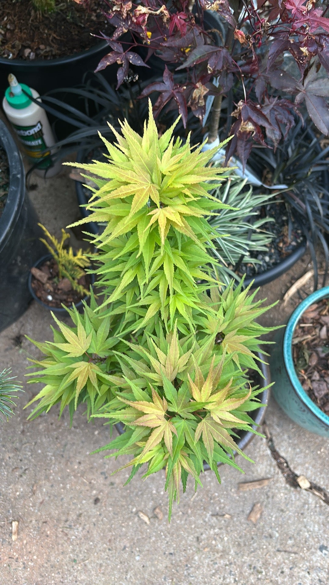 Acer palmatum 'Mystic Mikawa'