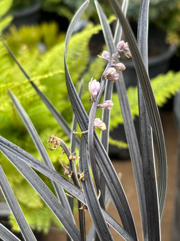 ‘Edge of night’ Black & White Variegated Mondo grass
