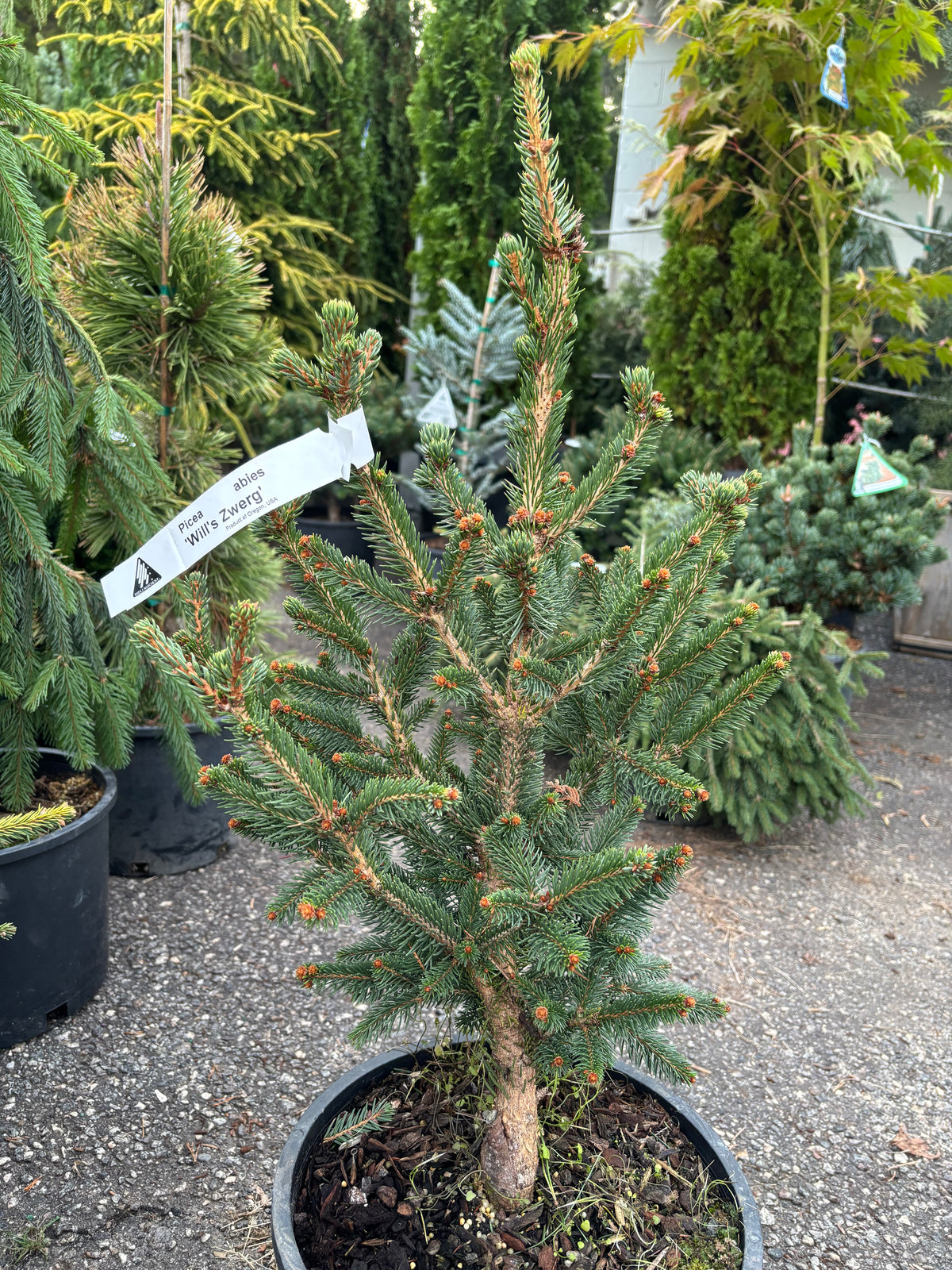 Will’s Zwerg Norway Spruce