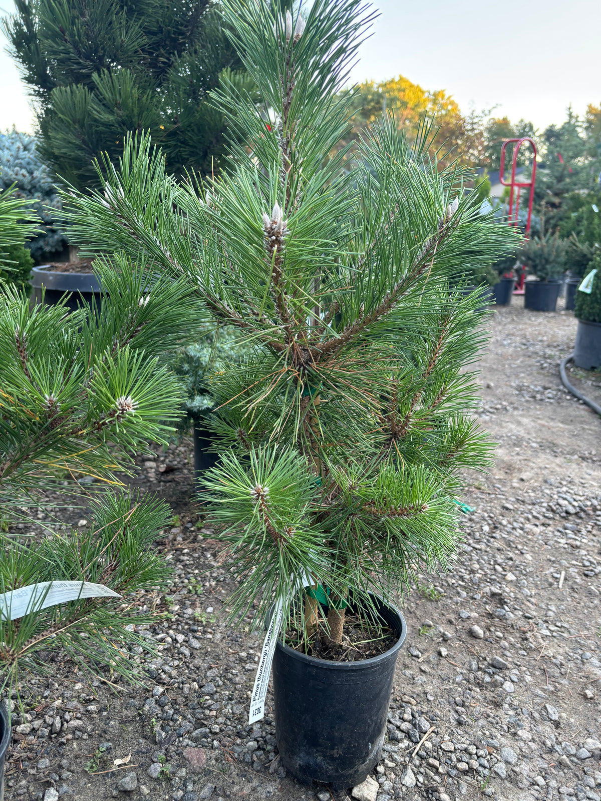 Pinus thunbergii 'Banshosho'