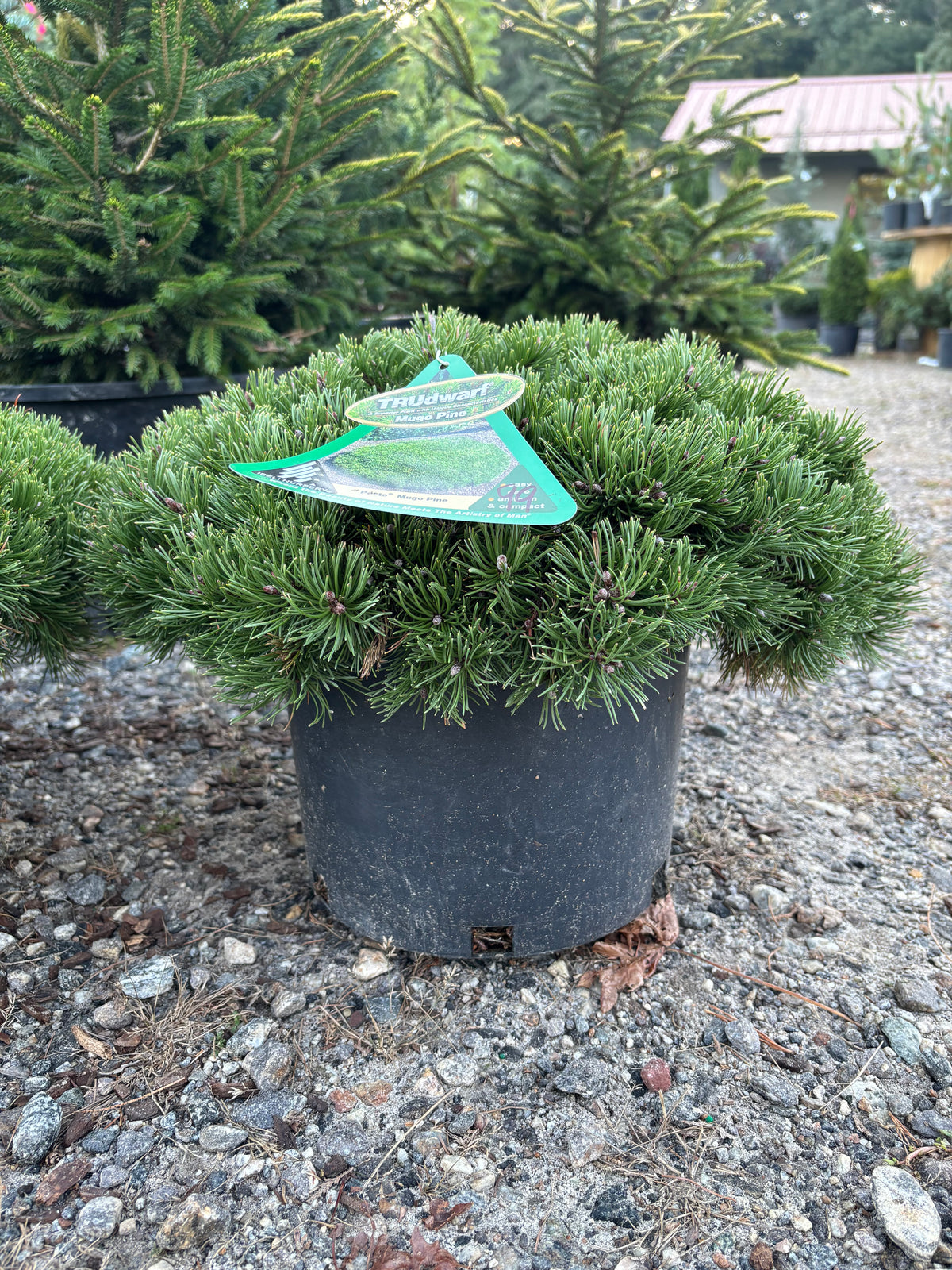 Pinus mugo Pesto®