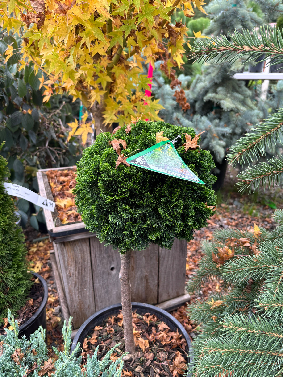 Chamaecyparis obtusa ‘Nana’