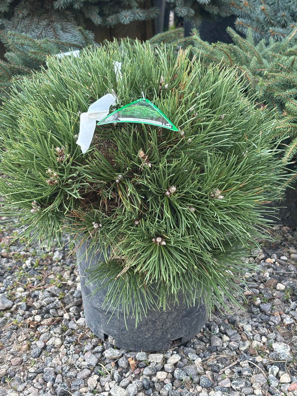 Pinus nigra ‘Helga’ Austrian Pine