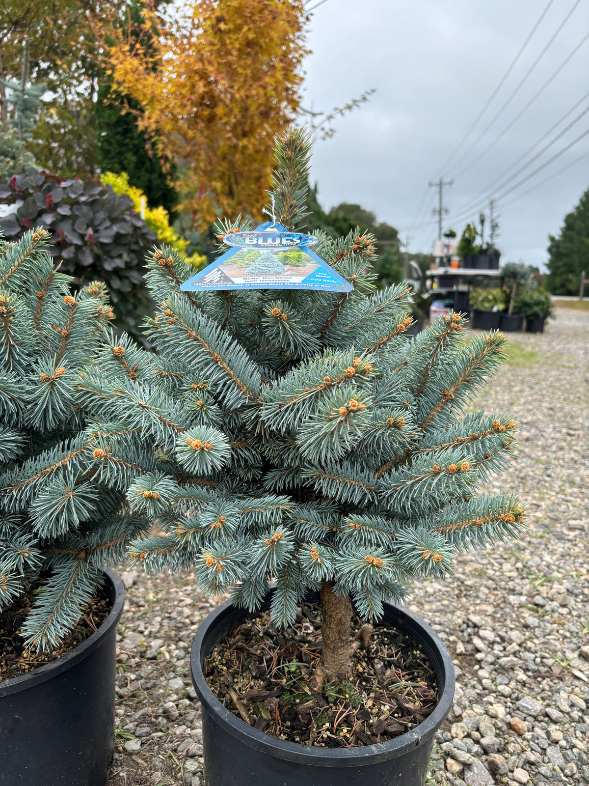 Picea pungens ‘Monty’ Colorado Blue Spruce