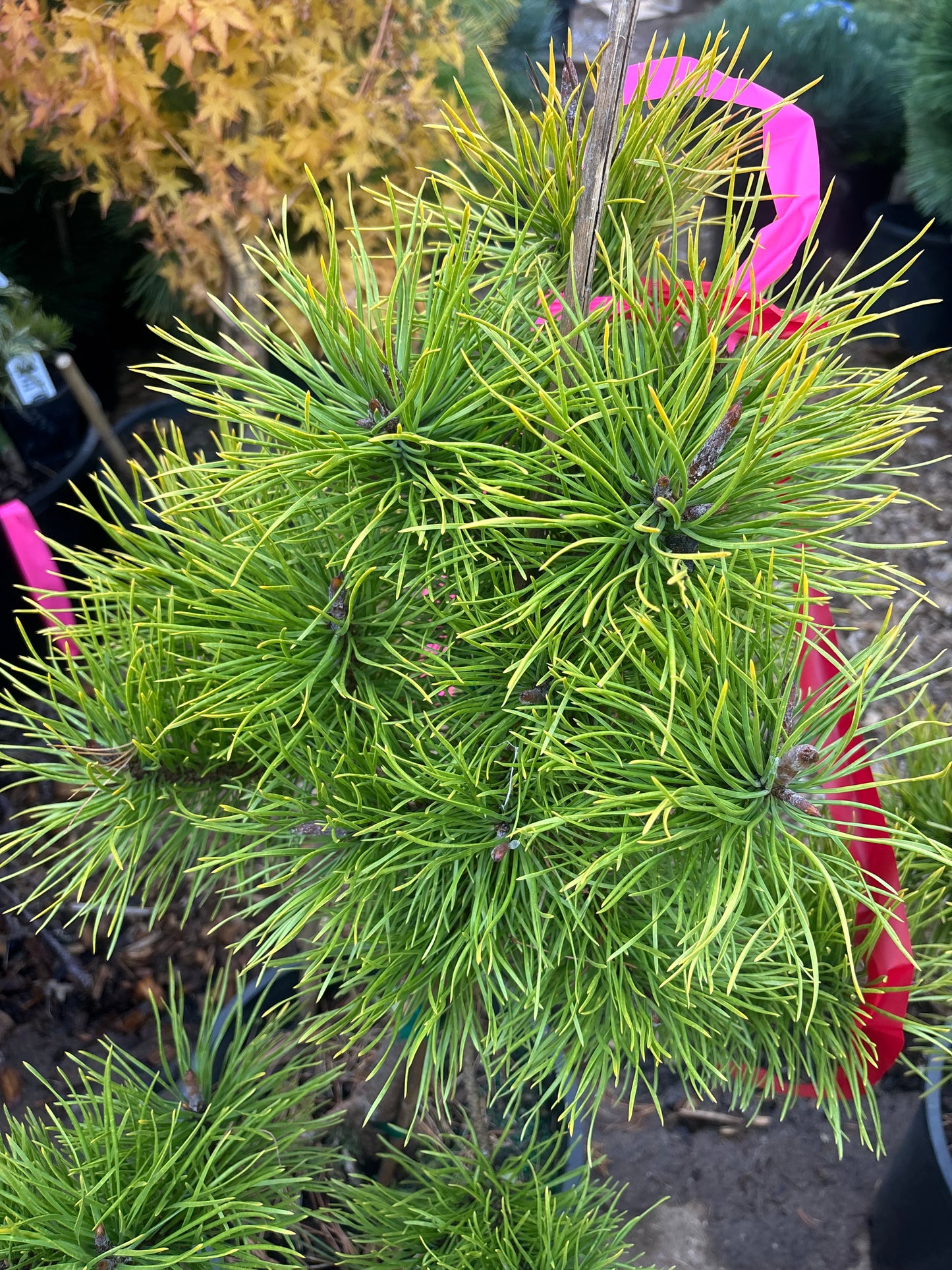 Pinus contorta ‘Chief Joseph’