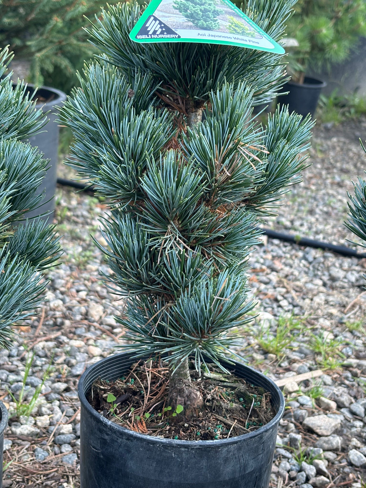 Pinus parviflora ‘Aoi’