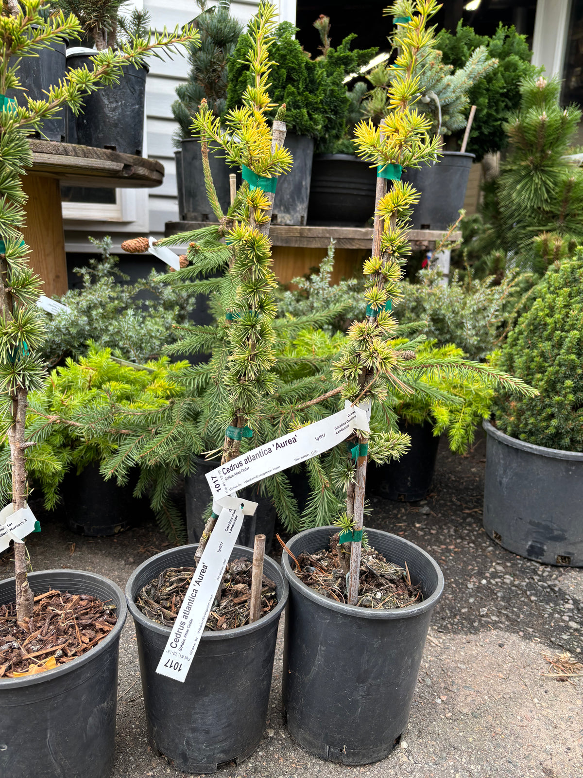 Cedrus atlantica ‘Aurea’