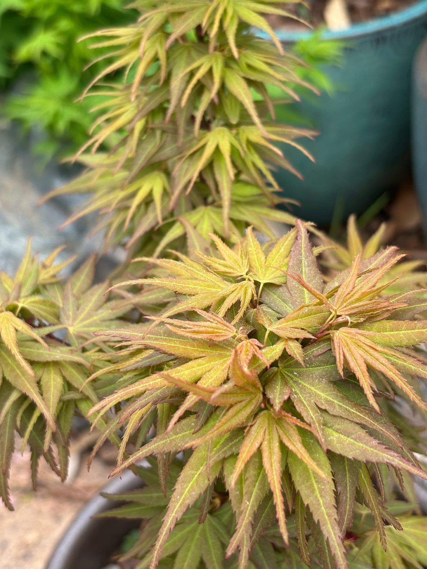 Acer palmatum 'Mystic Mikawa'