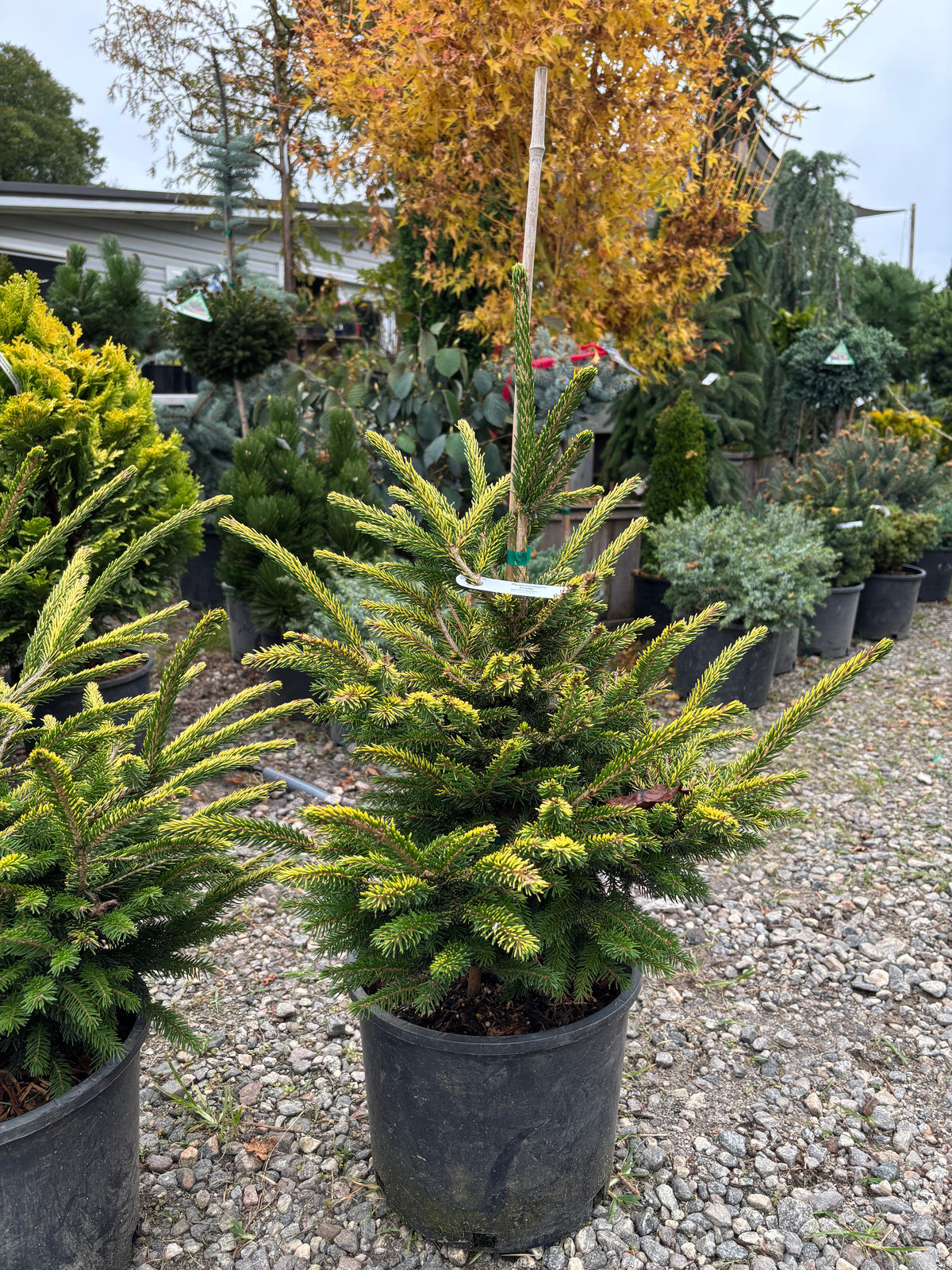 Picea orientalis ‘Firefly’